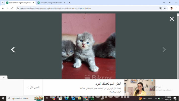 pure persian cats